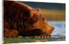 Brown Bear, Katmai National Park, Alaska by Anonymous