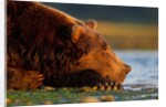 Brown Bear, Katmai National Park, Alaska by Anonymous