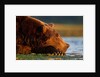 Brown Bear, Katmai National Park, Alaska by Anonymous