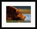 Brown Bear, Katmai National Park, Alaska by Anonymous