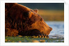 Brown Bear, Katmai National Park, Alaska by Anonymous