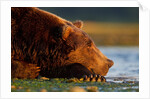 Brown Bear, Katmai National Park, Alaska by Anonymous