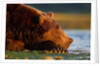 Brown Bear, Katmai National Park, Alaska by Anonymous