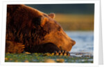 Brown Bear, Katmai National Park, Alaska by Anonymous