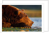 Brown Bear, Katmai National Park, Alaska by Anonymous