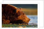 Brown Bear, Katmai National Park, Alaska by Anonymous