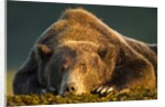 Brown Bear, Katmai National Park, Alaska by Anonymous