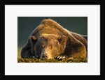 Brown Bear, Katmai National Park, Alaska by Anonymous