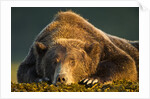Brown Bear, Katmai National Park, Alaska by Anonymous