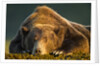 Brown Bear, Katmai National Park, Alaska by Anonymous