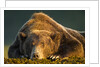 Brown Bear, Katmai National Park, Alaska by Anonymous