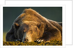 Brown Bear, Katmai National Park, Alaska by Anonymous