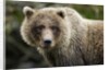 Brown Bear, Katmai National Park, Alaska by Anonymous