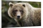 Brown Bear, Katmai National Park, Alaska by Anonymous