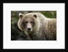 Brown Bear, Katmai National Park, Alaska by Anonymous