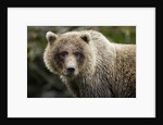 Brown Bear, Katmai National Park, Alaska by Anonymous