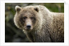 Brown Bear, Katmai National Park, Alaska by Anonymous