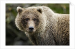 Brown Bear, Katmai National Park, Alaska by Anonymous