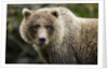 Brown Bear, Katmai National Park, Alaska by Anonymous