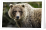 Brown Bear, Katmai National Park, Alaska by Anonymous