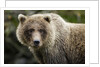 Brown Bear, Katmai National Park, Alaska by Anonymous