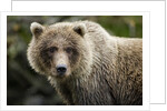 Brown Bear, Katmai National Park, Alaska by Anonymous