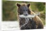 Brown Bear, Katmai National Park, Alaska by Anonymous