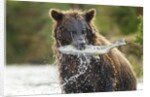 Brown Bear, Katmai National Park, Alaska by Anonymous