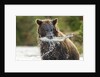 Brown Bear, Katmai National Park, Alaska by Anonymous