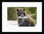 Brown Bear, Katmai National Park, Alaska by Anonymous