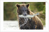 Brown Bear, Katmai National Park, Alaska by Anonymous