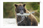 Brown Bear, Katmai National Park, Alaska by Anonymous