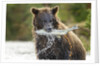 Brown Bear, Katmai National Park, Alaska by Anonymous