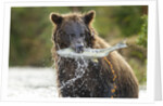 Brown Bear, Katmai National Park, Alaska by Anonymous