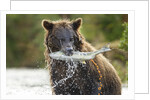 Brown Bear, Katmai National Park, Alaska by Anonymous