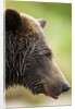 Brown Bear, Katmai National Park, Alaska by Anonymous