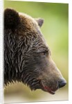 Brown Bear, Katmai National Park, Alaska by Anonymous