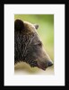 Brown Bear, Katmai National Park, Alaska by Anonymous