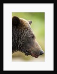 Brown Bear, Katmai National Park, Alaska by Anonymous
