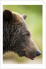 Brown Bear, Katmai National Park, Alaska by Anonymous