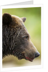 Brown Bear, Katmai National Park, Alaska by Anonymous