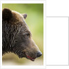 Brown Bear, Katmai National Park, Alaska by Anonymous