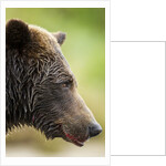 Brown Bear, Katmai National Park, Alaska by Anonymous