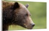 Brown Bear, Katmai National Park, Alaska by Anonymous