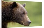 Brown Bear, Katmai National Park, Alaska by Anonymous