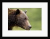 Brown Bear, Katmai National Park, Alaska by Anonymous
