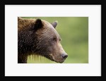 Brown Bear, Katmai National Park, Alaska by Anonymous