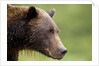 Brown Bear, Katmai National Park, Alaska by Anonymous