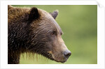 Brown Bear, Katmai National Park, Alaska by Anonymous
