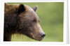 Brown Bear, Katmai National Park, Alaska by Anonymous